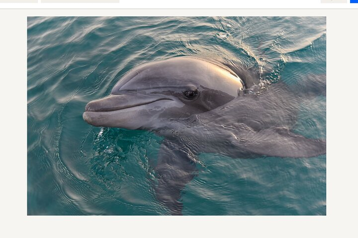 BIG FUN Dolphin Cruise & Sealife Experiece ORANGE BEACH ALABAMA - Photo 1 of 25